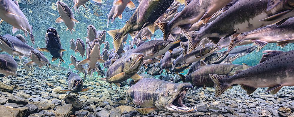Underwater View Of Group Of Salmon, Chum Salmon (Oncorhynchus Keta), Swimming. Alaska, USA art print by Thomas Kline for $57.95 CAD