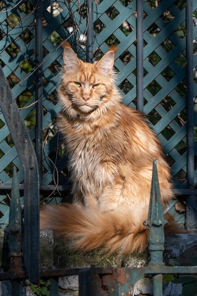 France. Paris. 9Th Arrondissement. Avenue Frochot. In The Heart Of Pigalle, It Is An Oasis Of Calm art print by Daniel Thierry for $57.95 CAD