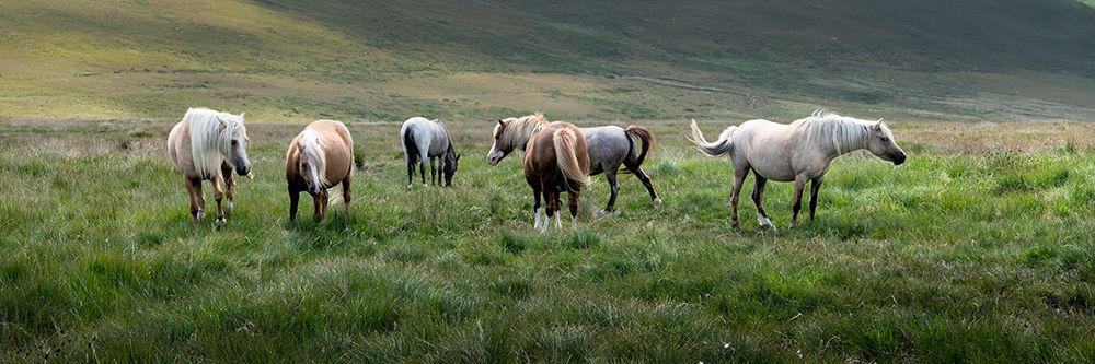 Horses Grazing In Preseli Hills Pasture Wales art print by Alun Richardson for $57.95 CAD