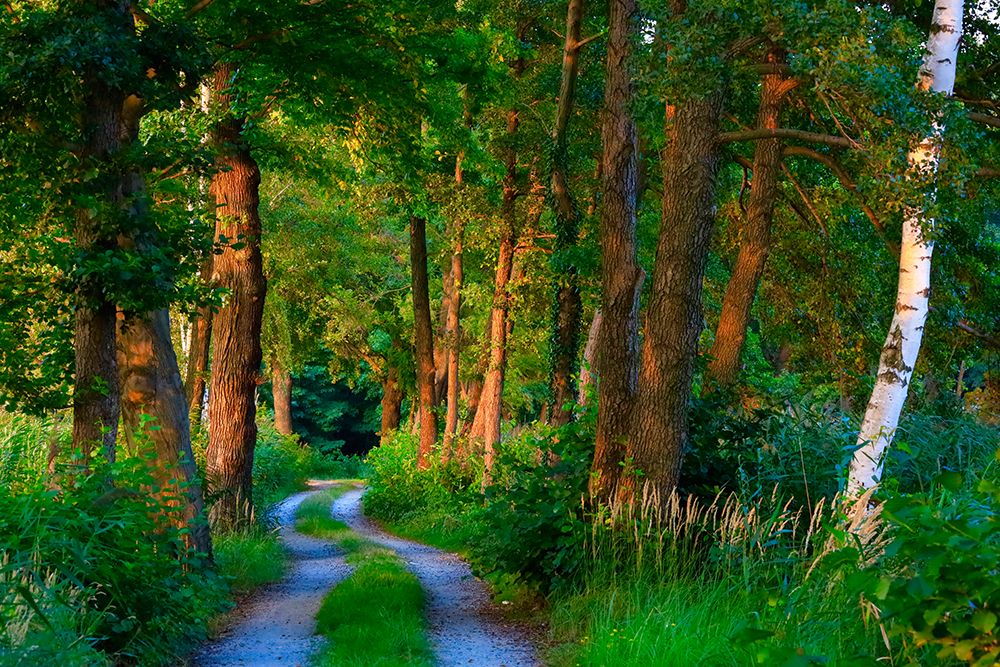 Hiking Trail Through Forest In LUSAtia Saxony Germany During Summer Evening art print by Thomas Jager for $57.95 CAD