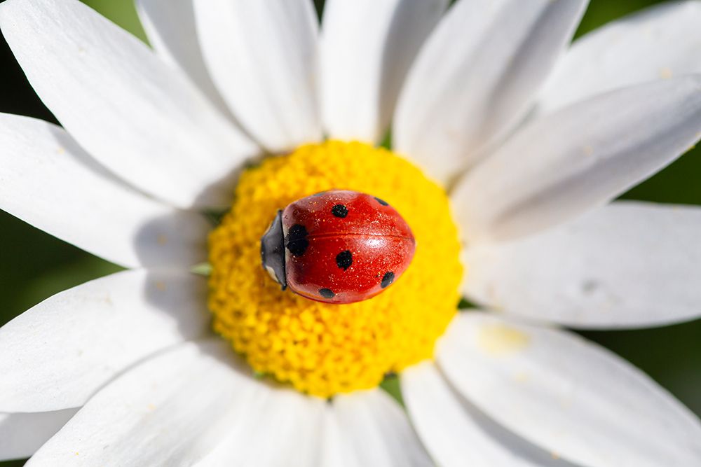 Ladybug On Chamomile Flower Promotes Pollination And Biodiversity art print by Pau Cardellach Lliso for $57.95 CAD