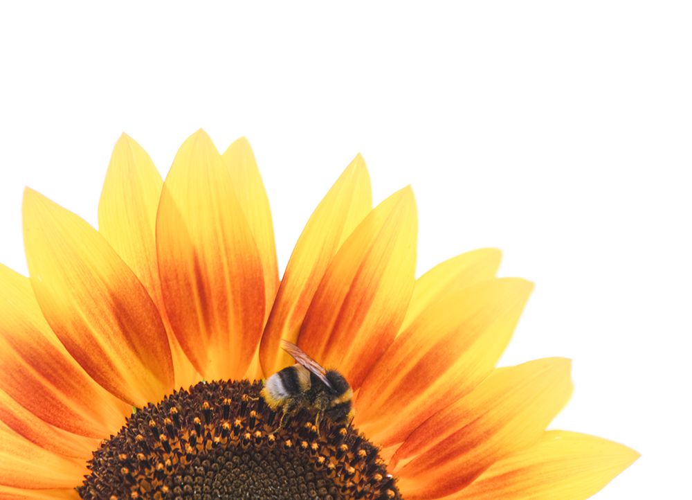 Bumblebee Pollinating Sunflower Macro Close Up In Nature With Copy Space art print by Pau Cardellach Lliso for $57.95 CAD