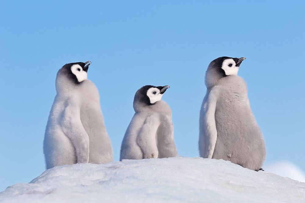 Emperor Penguin Chicks Standing Together On Snowy Hill In Antarctica art print by Martin Rugner for $57.95 CAD