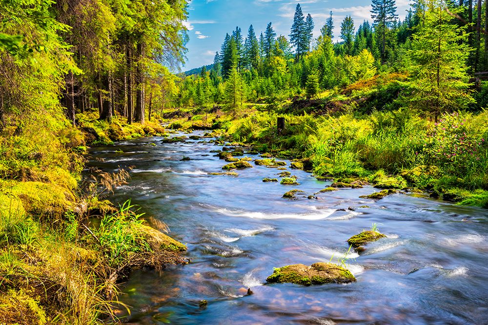 Flowing River In Bavarian Forest National Park Bavaria Germany art print by Stefan Schurr for $57.95 CAD