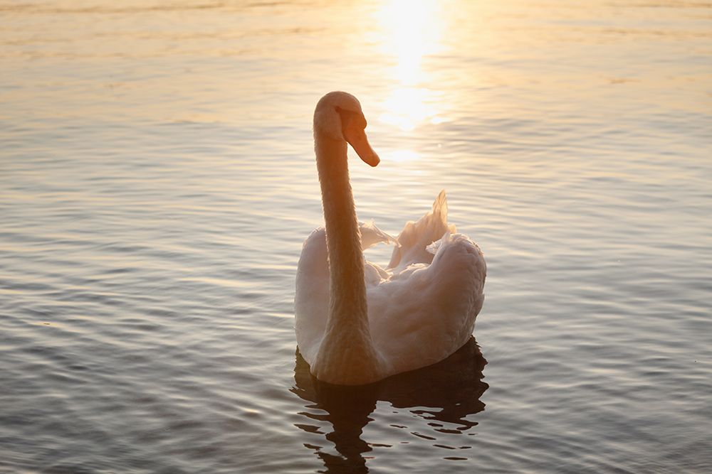 Mute Swan Gliding On Lake Starnberg At Sunset In Bavaria art print by Martin Siepmann for $57.95 CAD