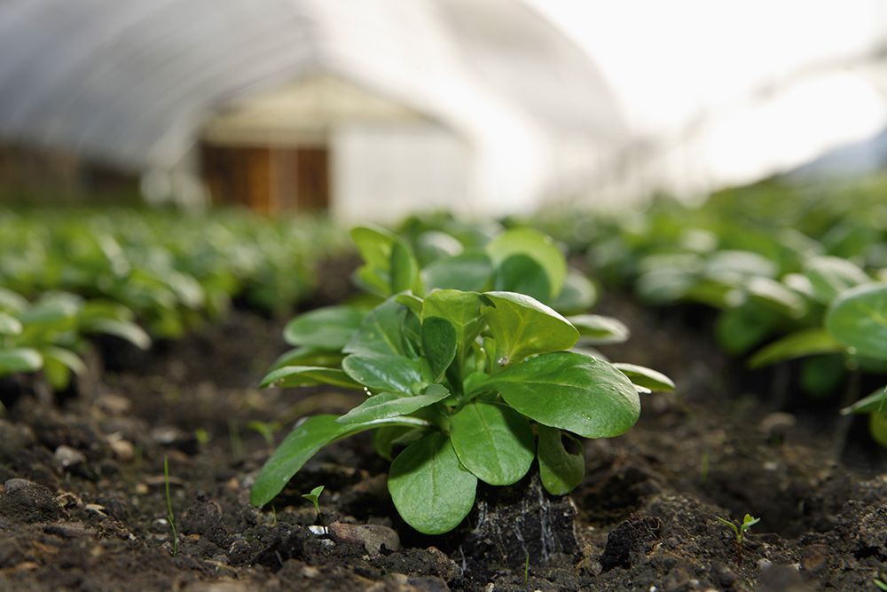 Lambs Lettuce Growing In Organic Greenhouse In Upper Bavaria Germany art print by Tom Chance for $57.95 CAD