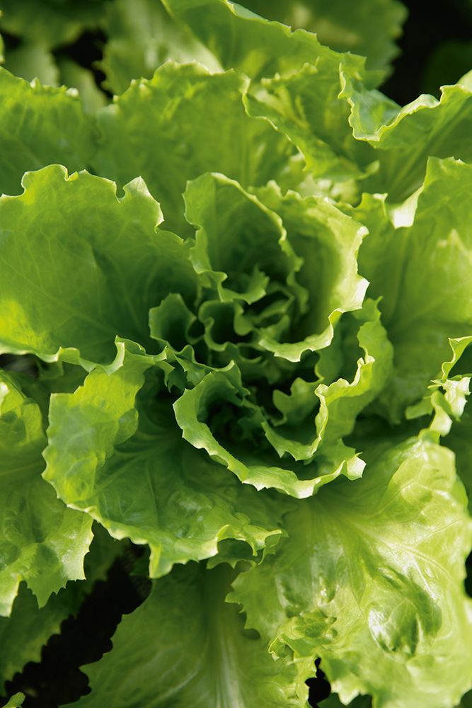 Fresh Endive Growing In A Greenhouse In Weidenkam Upper Bavaria Germany art print by Tom Chance for $57.95 CAD