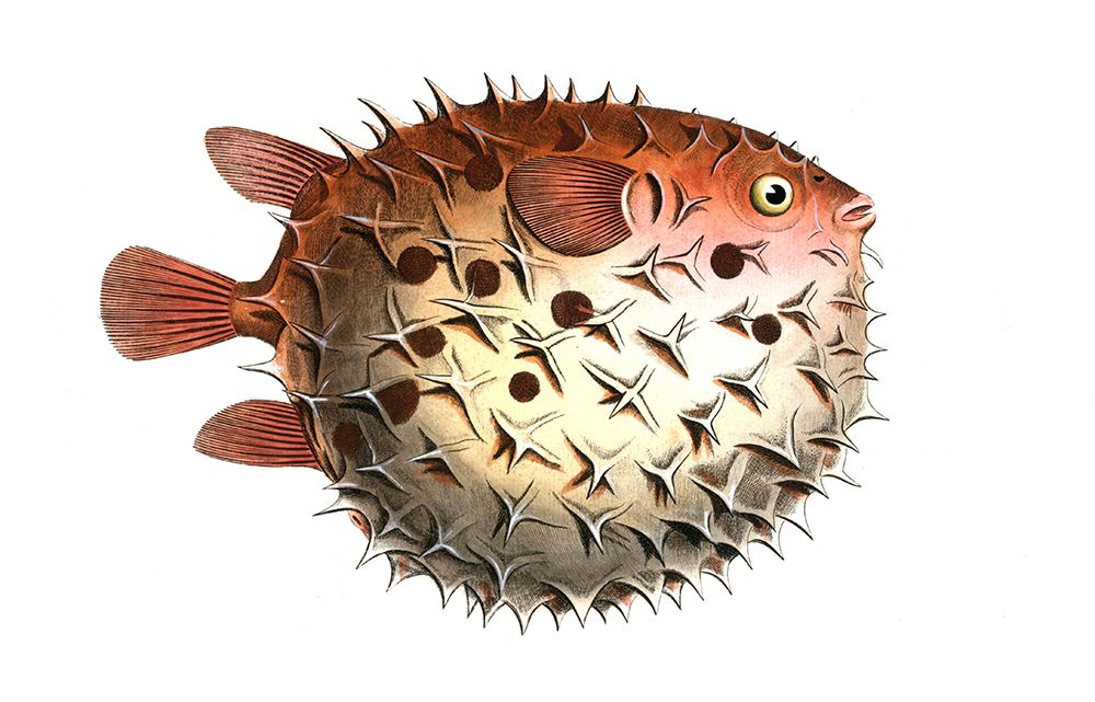 Fish, Fishes, Family Of Porcupinefish, Diodon Orbicularis, Balloonfish, Spiny Ball, Stated. art print by Unknown for $57.95 CAD