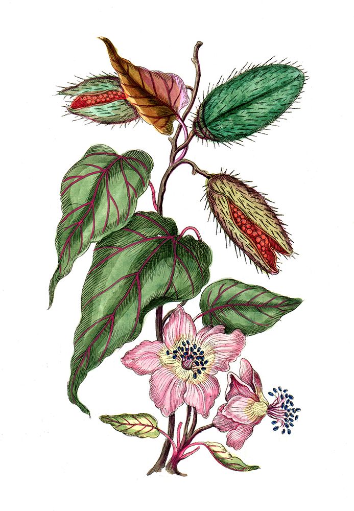 Bixa Orellana, Annatto Shrub, Digital Reproduction Of Historical Model, Between 1790 And Happe). art print by Unknown for $57.95 CAD