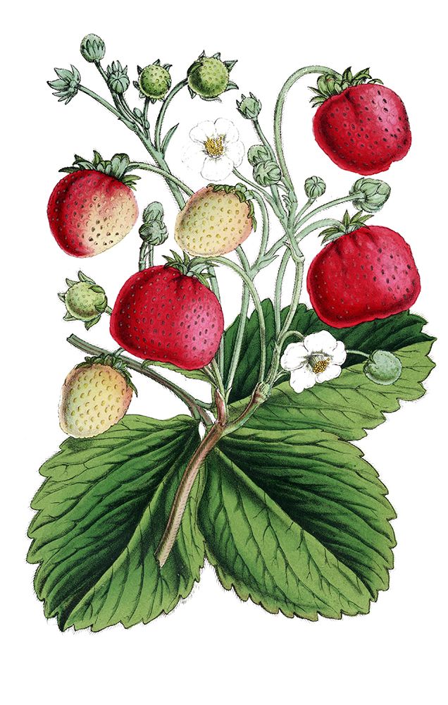Strawberries, Fragaria, Plant With Ripe Fruits And Flowers, Plant And Flower, Digitally Century. art print by Unknown for $57.95 CAD