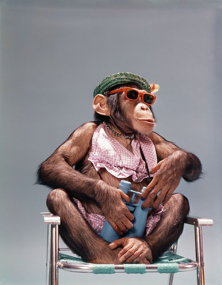 1960S 1970S Chimpanzee Wearing Summer Clothing And Sunglasses Sitting In Lawn Chair Binoculars art print by ClassicStock for $57.95 CAD