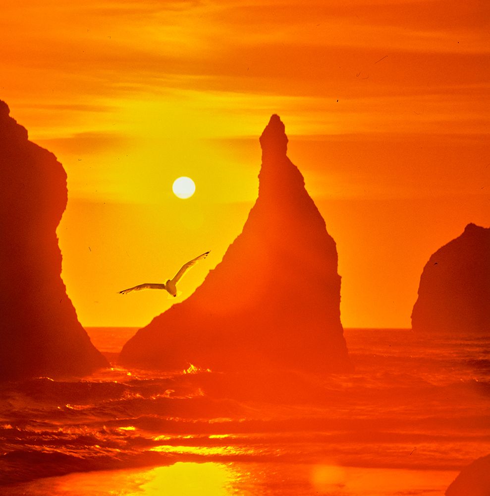 Golden Sunset Over Ocean, Seagull Silhouette Flying Between Rock Formations, Vintage Photograph art print by ClassicStock for $57.95 CAD