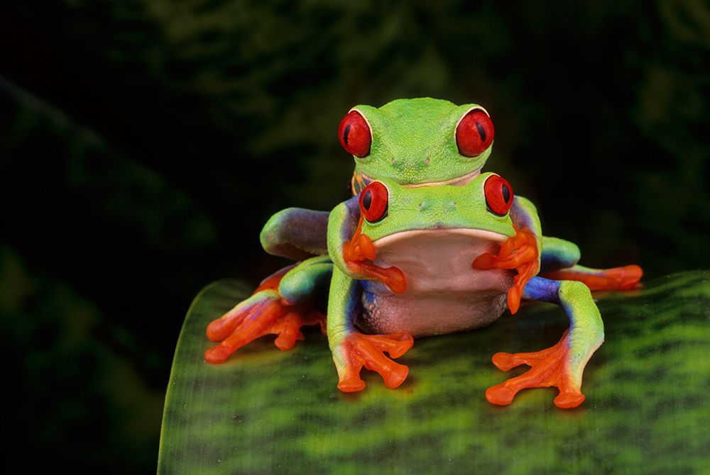 Red Eyed Tree Frog (Agalychnis Callidryas) On Bromeliad (Costa Rica) art print by Michael Turco for $57.95 CAD