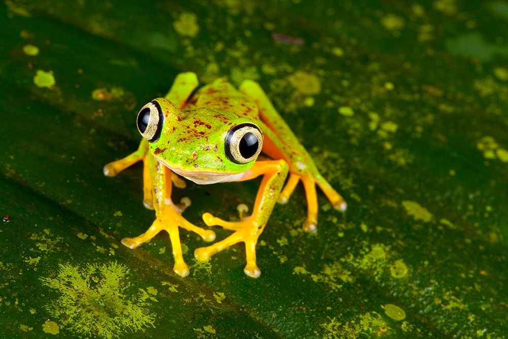 Lemur Leaf-Frog (PhyllomedUSA Lemur), Siquirres, Rainforest, Limon, Costa Rica art print by Michael Turco for $57.95 CAD