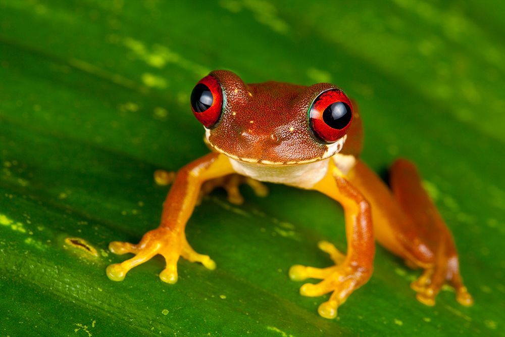 Rufous Eyed Brook Frog (Duellmanohyla Rufioculis), Siquirres, Rainforest, Limon, Costa Rica art print by Michael Turco for $57.95 CAD
