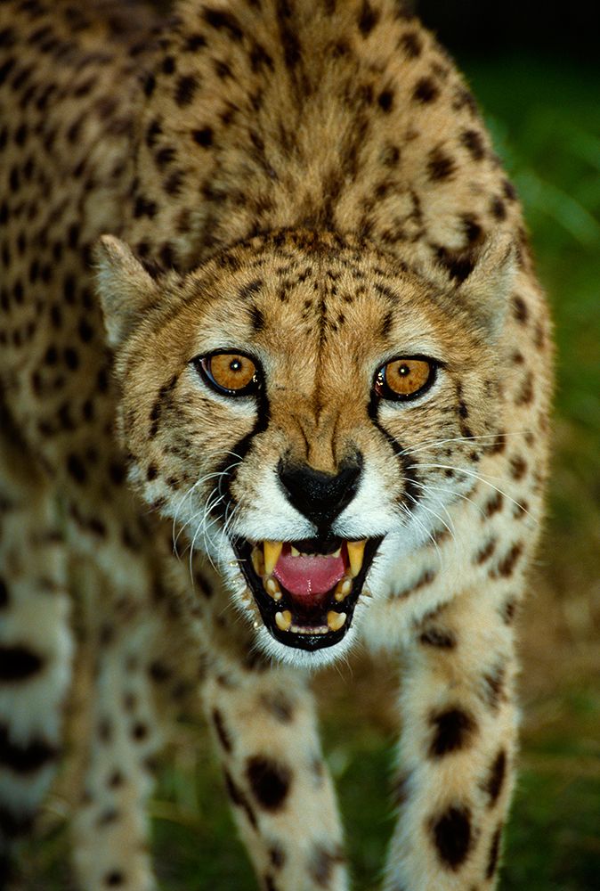 Cheetah (Acinonyx Jubatus), Florida, USA art print by Michael Turco for $57.95 CAD
