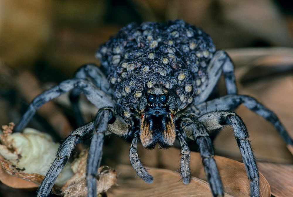 Carolina Wolf Spider (Hogna Carolinensis) With Spiderlings, Florida, USA art print by Michael Turco for $57.95 CAD