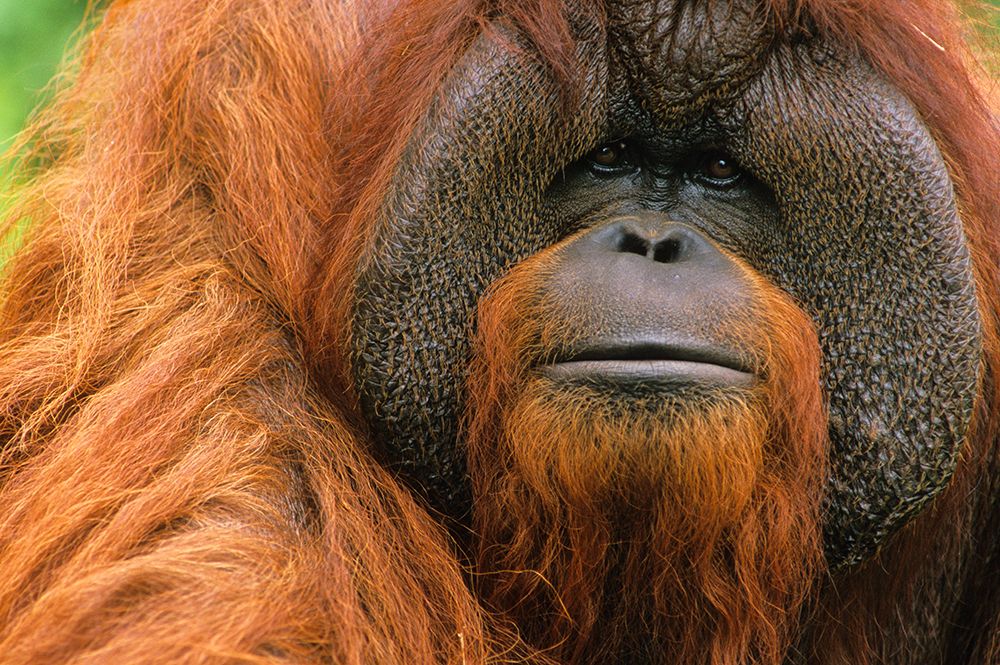 Portrait Of Orang-Utang (Pongo Pygmaeus) Male, Georgia, USA art print by Michael Turco for $57.95 CAD