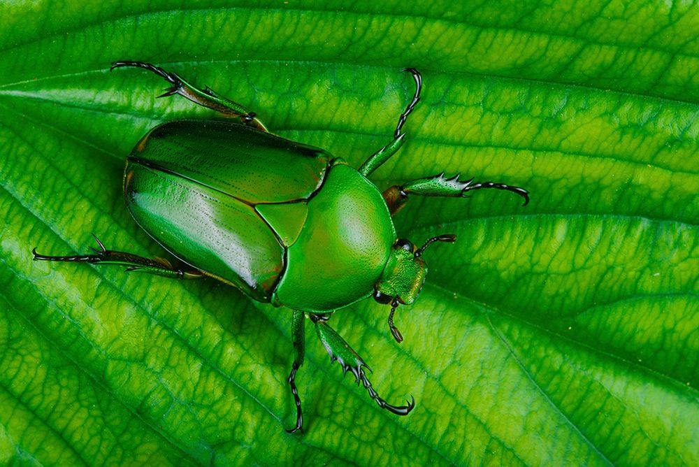 Flower Beetle (Dicronorhina Micans), Florida, USA art print by Michael Turco for $57.95 CAD