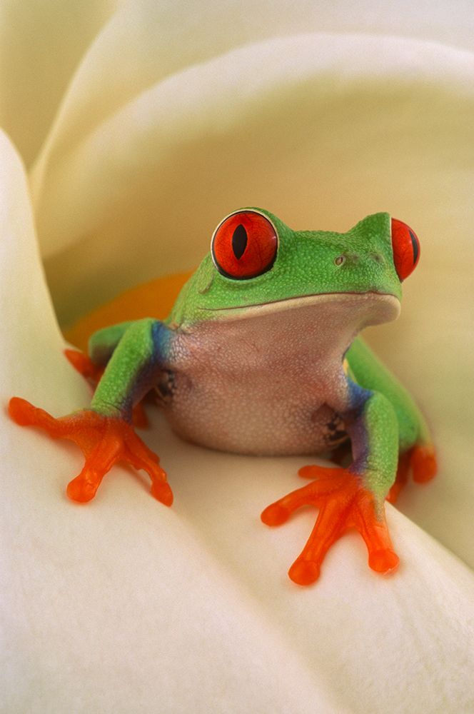 Red-Eyed Tree Frog (Agalychnis Callidryas), Florida, USA art print by Michael Turco for $57.95 CAD