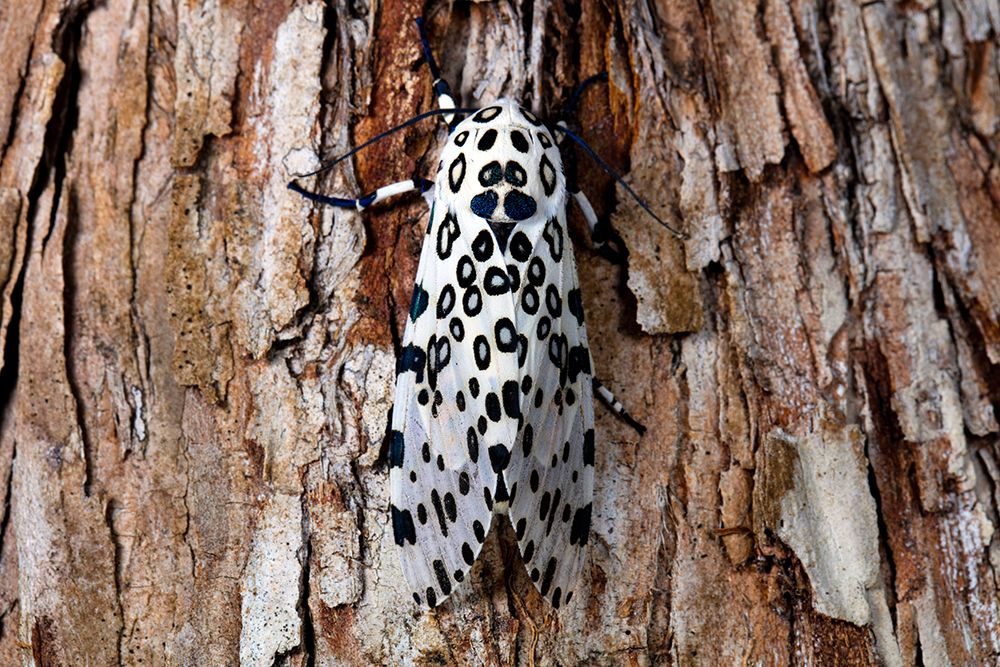 Giant Leopard Moth (Ecpantheria Scribonia) On Bark, Florida art print by Michael Turco for $57.95 CAD