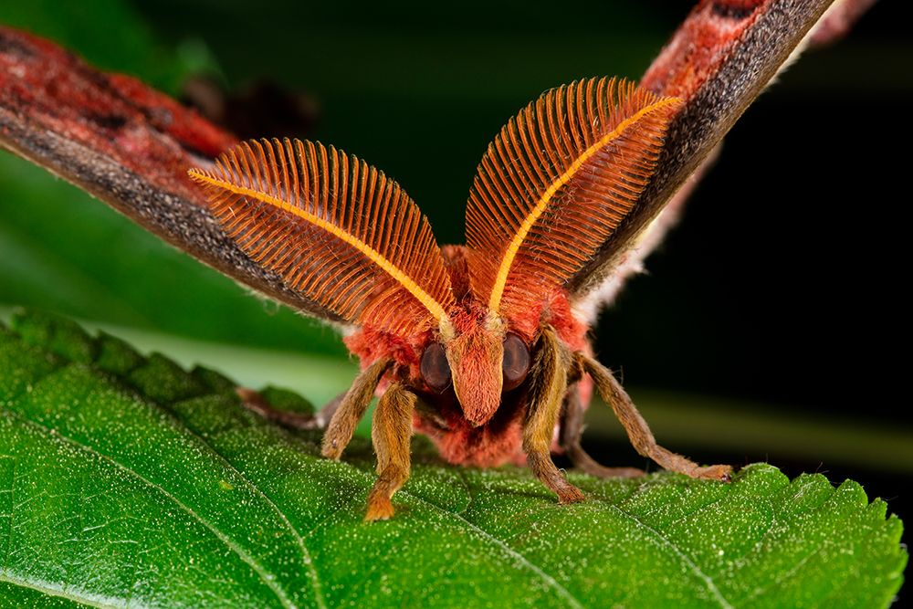 Atlas Moth (Attacus Atlas) On A Leaf, Indonesia art print by Michael Turco for $57.95 CAD