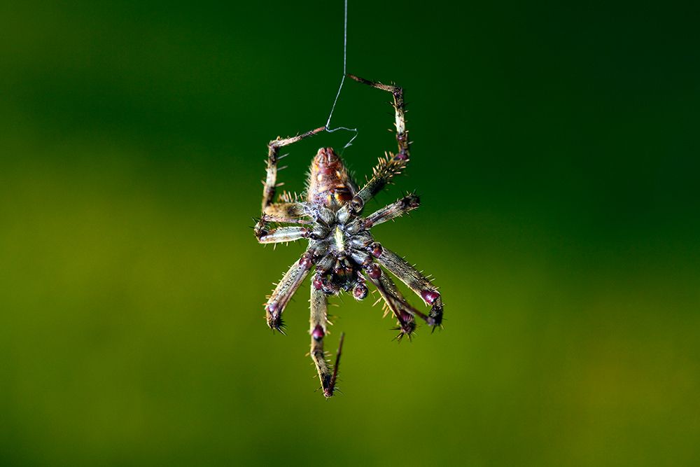 Tropical Orbweaver Spider (Eriophora Ravilla) Male, Gainesville, Florida art print by Michael Turco for $57.95 CAD