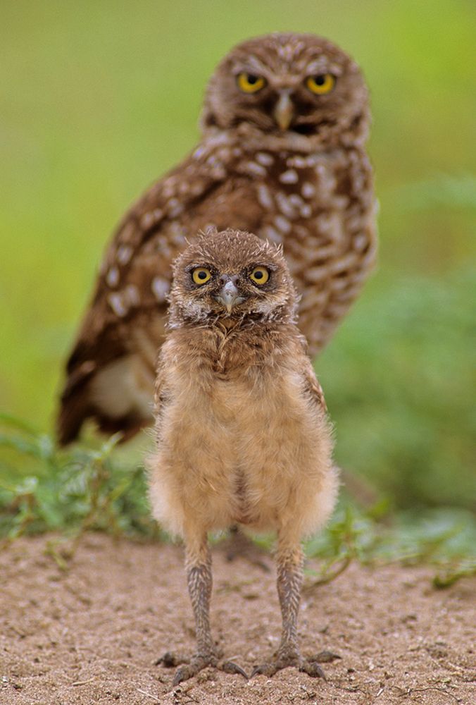 Florida Burrowing Owls (Athene Cunicularia Floridana) And Chick, Boca Raton, Florida, USA art print by Michael Turco for $57.95 CAD