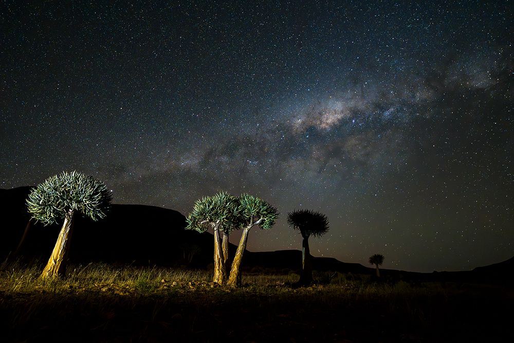 Quiver Trees Or Kokerboom (Aloidendron Dichotomum, Prev Aloe Dichotoma) And Milky Way Galaxy Africa art print by Roger de la Harpe for $57.95 CAD