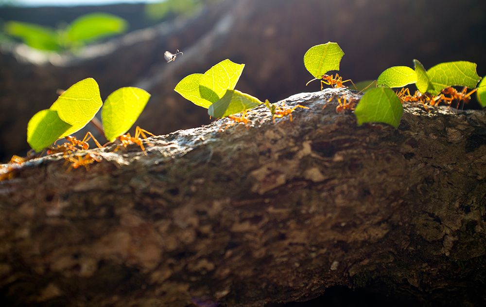Leaf Cutter Ants art print by Glenn Oakley for $57.95 CAD