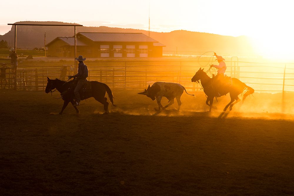 Cowboy Lassoing Cow During Rodeo At Sunset art print by Matthew Andrew for $57.95 CAD