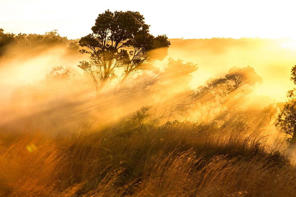 Ohia Tree At Dawn, Kilauea Volcano art print by Grant Kaye for $57.95 CAD