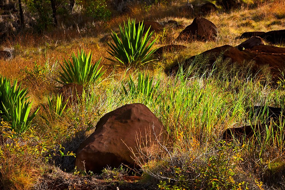Luahiwa Petroglyphs, Lanai Hawaii art print by Grant Kaye for $57.95 CAD