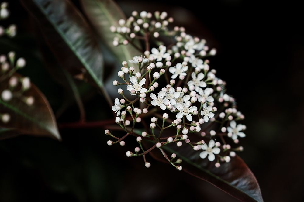 Branch With Cluster Of White Flowers Blooming Against Dark Background art print by Liz Celeste for $57.95 CAD