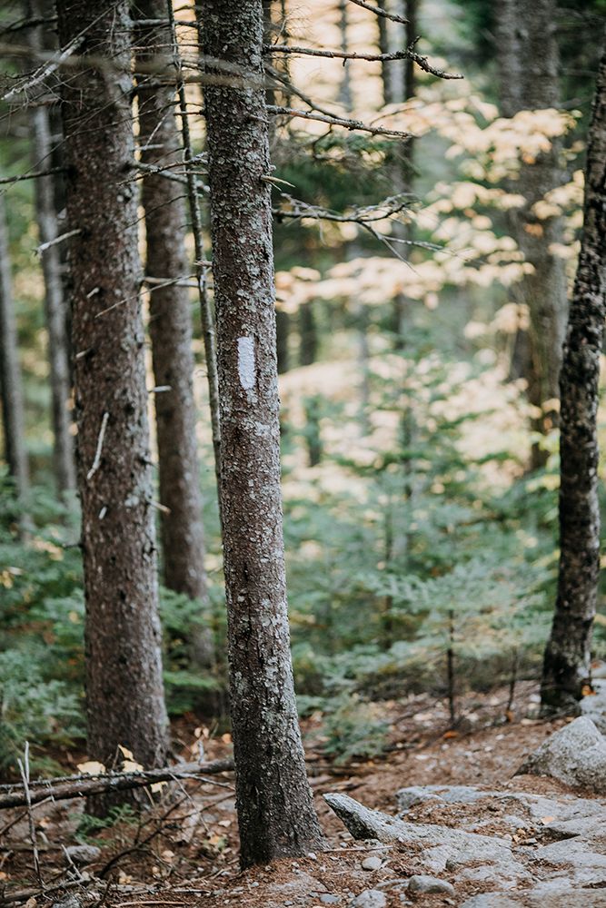 A White Paint Blaze On A Tree Marks The Appalachian Trail In Maine art print by Chris Bennett for $57.95 CAD