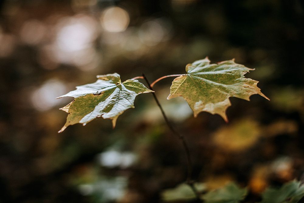 A Close Up Of A Maple Sapling In The Forest In Fall In Maine art print by Chris Bennett for $57.95 CAD