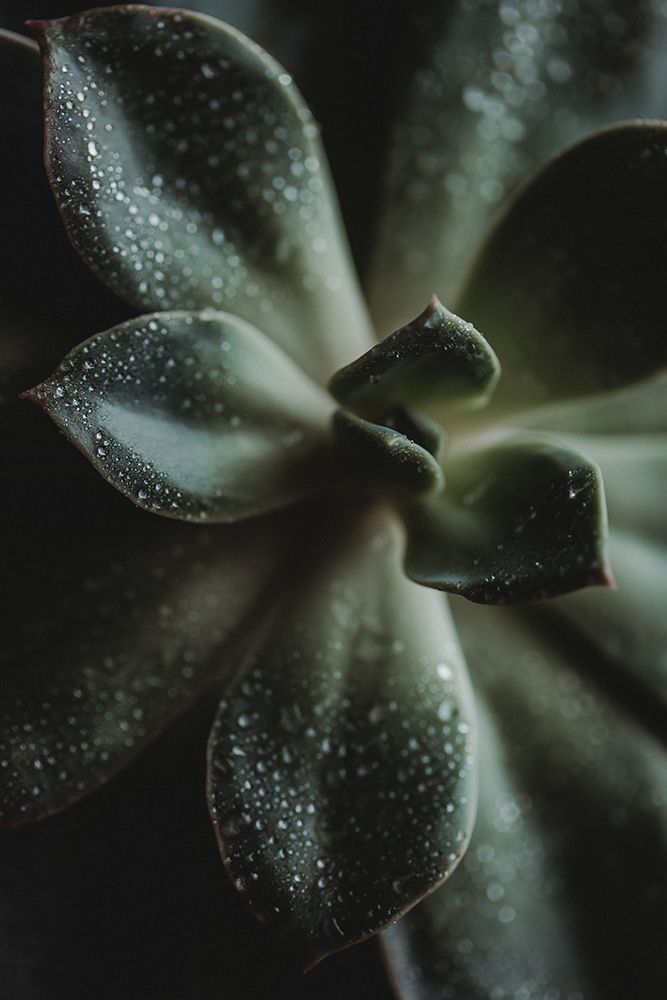 Green Succulent Branches With Water Drops art print by Regina Boston for $57.95 CAD