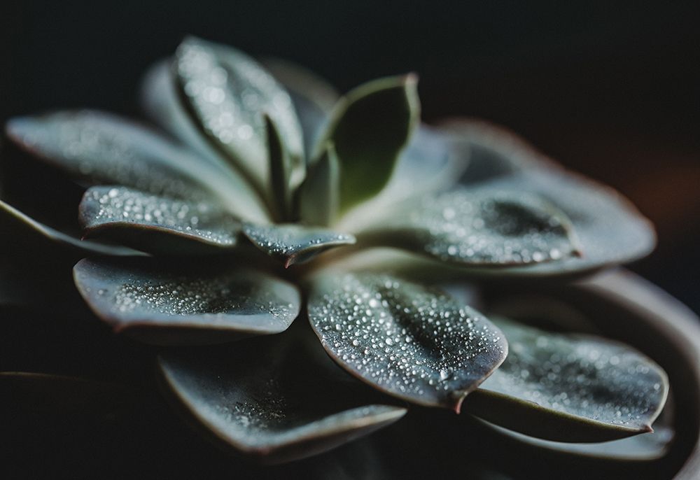 Full Frame Of A Green Succulent With Water Drops art print by Regina Boston for $57.95 CAD