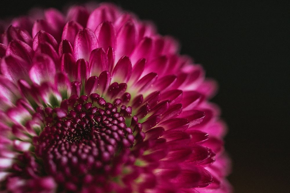 Pink And Yellow Fully Bloomed Spring Flower art print by Regina Boston for $57.95 CAD