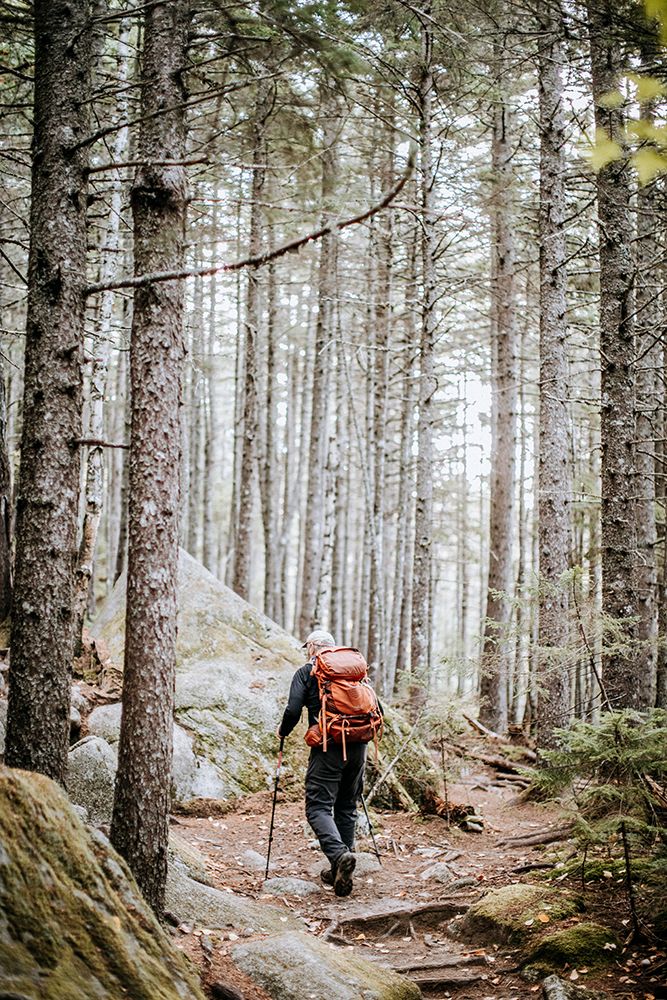 A Hiker Walks Along The Appalachian Trail Through A Pine Forest art print by Chris Bennett for $57.95 CAD