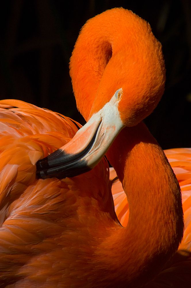 Flamingo ( Phoenicopterus, Africa) art print by Ernesto Burciaga for $57.95 CAD