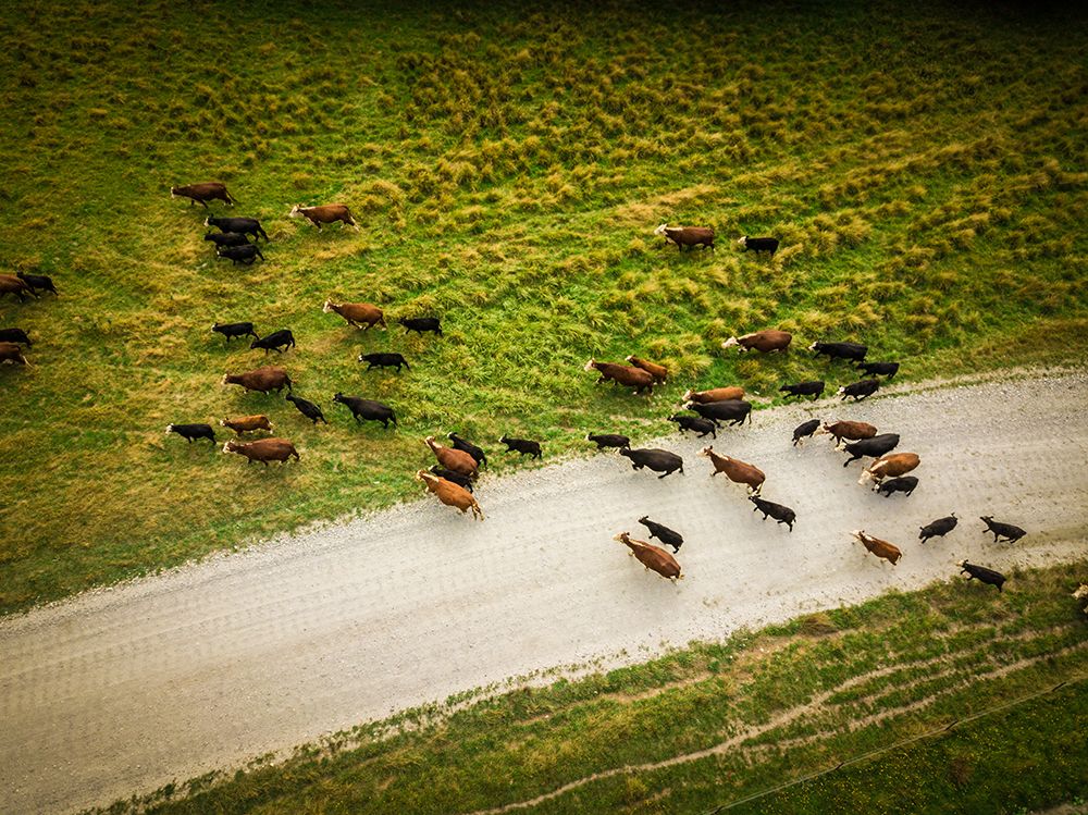 Cows Crossing Dirt Road art print by Alex Lustig for $57.95 CAD