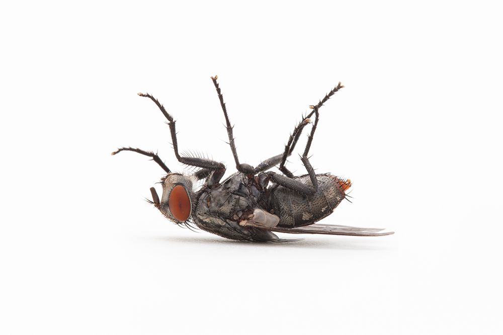 A Fly On Its Back Against Solid White Backdrop art print by Mark Lipczynski for $57.95 CAD