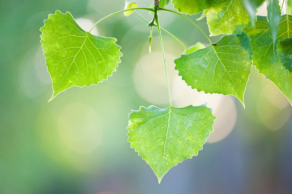 Cottonwood (Populus Sp.) Leaves Backlit At Sunset In Palo Park, Boulder, Colorado. art print by Ethan Welty for $57.95 CAD