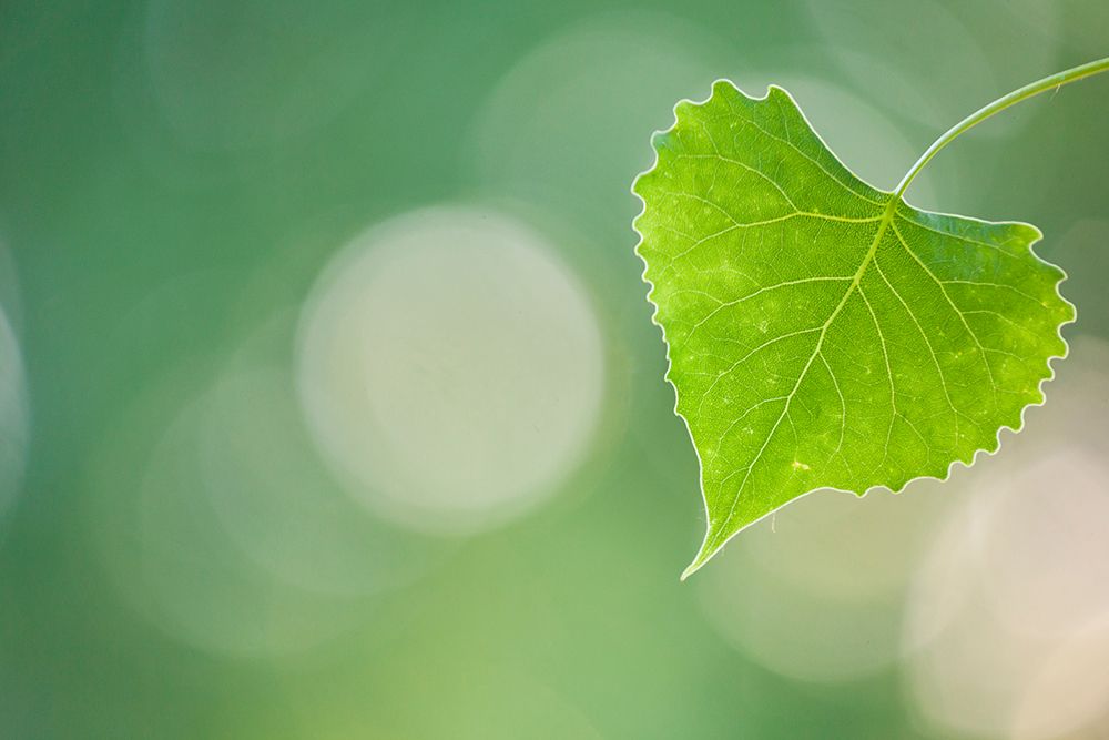 Cottonwood (Populus Sp.) Leaf Backlit At Sunset In Palo Park, Boulder, Colorado. art print by Ethan Welty for $57.95 CAD