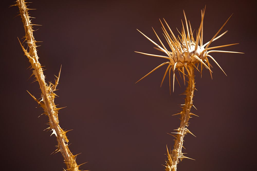 Dried Thistle Flowerhead In Wadi Rum, Jordan. art print by Ethan Welty for $57.95 CAD