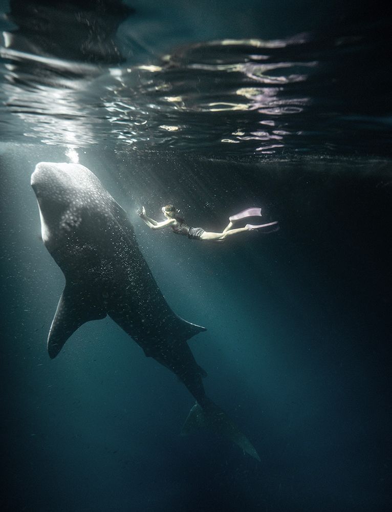 Free Diver Next To Whale Shark Hunting For Plankton In The Night art print by Unknown for $57.95 CAD