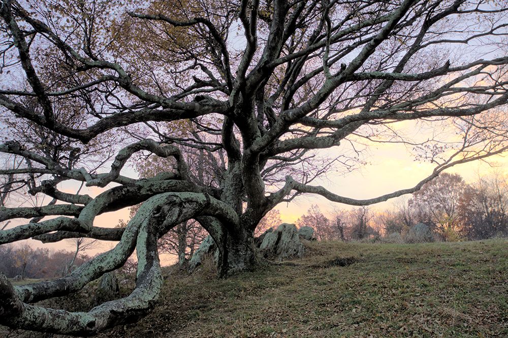 A Gnarled Tree Rests On A Hillside Near The Blue Ridge Parkway In Floyd, Virginia. art print by Jonathan Kingston for $57.95 CAD