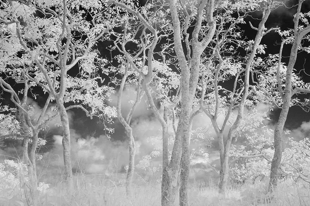 A View Of Candlenut (Aleurites Moluccana) Trees Also Known As The Kukui Tree On Molokai, Hawaii art print by Jonathan Kingston for $57.95 CAD