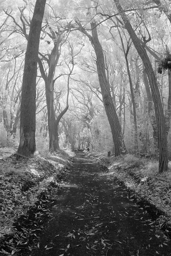 A View Down A 4Wd Dirt Road In The Kamakou Preserve On Molokai, Hawaii. (Infrared) art print by Jonathan Kingston for $57.95 CAD